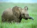 Baby African Elephant