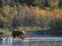 Brown Bear,Alaska