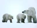 Catching Up, Polar Bears