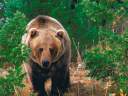 Forest Wild, Grizzly Bear